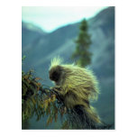 Porc-épic dans un arbre impeccable, NWT, Canada Cartes Postales