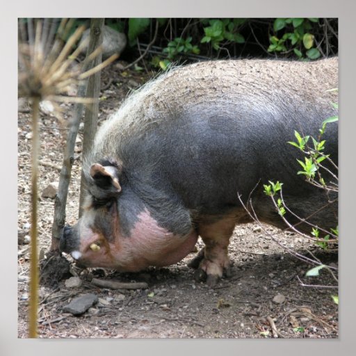 Porc et chardon de ventre de pot posters
