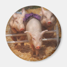 Porc - obtention des obstacles passés magnets pour réfrigérateur
