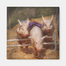 Porc - obtention des obstacles passés magnets pour réfrigérateur