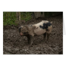 Porcs Carte De Vœux