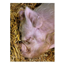 PORCS CARTE POSTALE