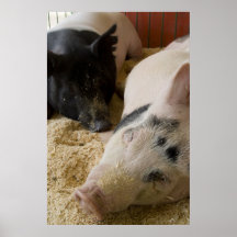Porcs somnolents posters