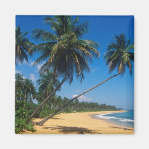 Porto Rico, Isla Verde, palmiers Aimant
