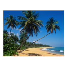 Porto Rico, Isla Verde, palmiers Cartes Postales
