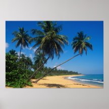 Porto Rico, Isla Verde, palmiers Posters