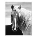 Portrait de cheval de BW Bristols