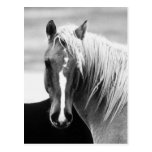 Portrait de cheval de BW Cartes Postales