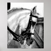 Portrait de cheval de dressage de Lusitano Poster