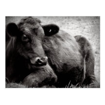 Portrait d'un Angus Cartes Postales
