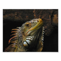 Portrait d'un iguane art photographique