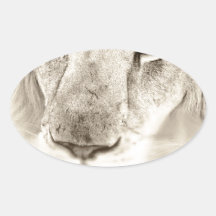 Portrait d'un lion autocollant ovale