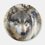 Portrait d'un loup aimants