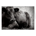 Portrait photographique de boeuf de boeuf d'Angus Carte De Vœux