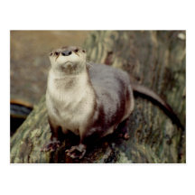Pose de loutre de rivière carte postale