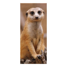 Pose de Meerkat Invitations Personnalisées