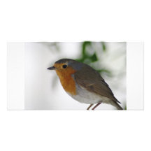 Pose de Robin d'Européen Carte Avec Photo