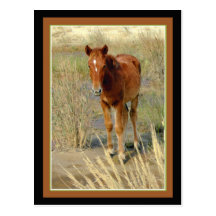 Position de poulain de cheval sauvage carte postale