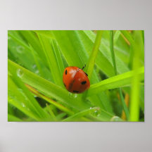 Poster " Coccinelle "