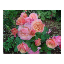 Posttcard différent de roses de couleur cartes postales