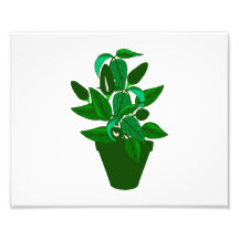 Pot avec le plante orienté vert  tirage photo