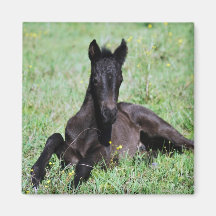 Poulain de bébé se situant dans le pré aimant