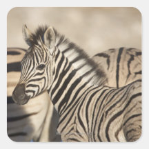 Poulain du zèbre de Burchell (burchellii de quagga Stickers Carrés