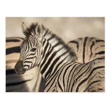 Poulain du zèbre de Burchell (burchellii de quagga Cartes Postales