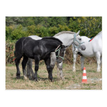 Poulain noir et gris de Percheron en France Cartes Postales