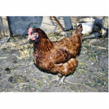 Poule de Brown sur l'arrière cour Photo En Découpe