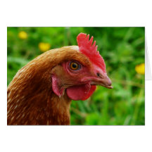 Poule de rouge d'île de Rhode Cartes De Vœux