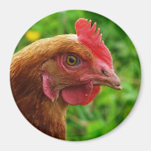 Poule de rouge d'île de Rhode Aimants Pour Réfrigérateur