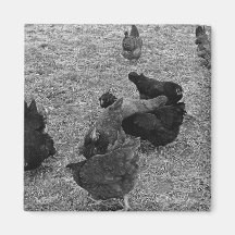 Poules dans le magnet de yard de grange aimant pour réfrigérateur