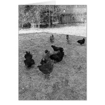 Poules dans les cartes de voeux de yard de grange