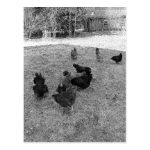 Poules dans les cartes postales de yard de grange