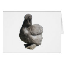 Poulet bleu pelucheux mignon de Silkie Cartes