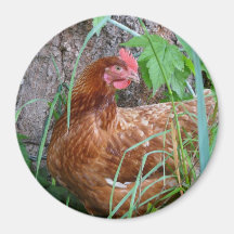 Poulet dans l'herbe aimants pour réfrigérateur