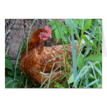 Poulet dans l'herbe cartes de vœux