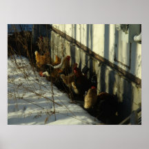 Poulets Poster