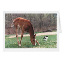 Pouliche et chat Arabes Carte De Vœux