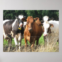 Pour toujours cadeau d'affiche de vache à amis