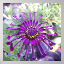 Pourpre d'araignée de flower power affiches
