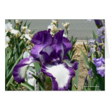 Pourpre et blanc cartes de vœux