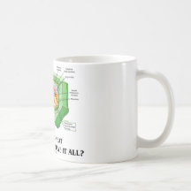Pourquoi mangez de la viande si les cellules de pl tasse à café