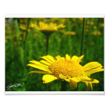 Prairie jaune photo d’art