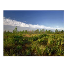 Prairie. Le comté d'Osceola, la Floride Cartes Postales