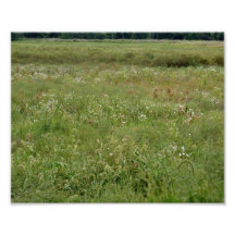 Pré 10 x de fleur sauvage épreuve photographique 8