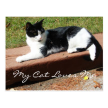 Prendre un bain de soleil le chat cartes postales