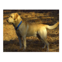 Préparez pour chasser, Labrador fier au soleil Carte Postale