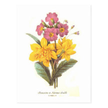 Primevère et jonquilles carte postale